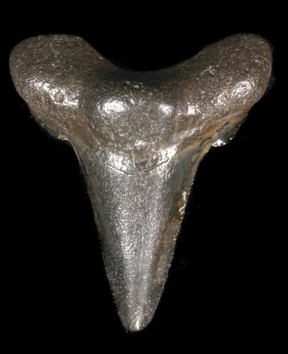 Bargain, Angustidens Tooth - Megalodon Ancestor #56651